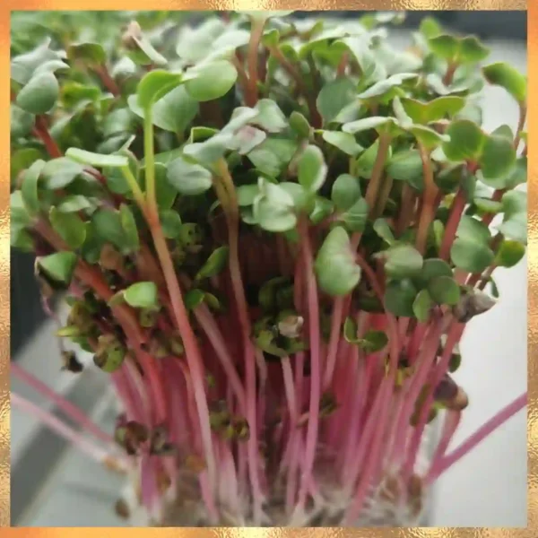 Curs de Crestere Microplante Acasa - Arad